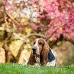 A basset on a lawn photo for clients that do not want their photo shared.